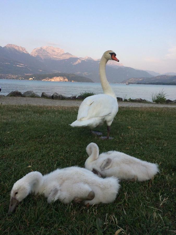 La Baie Des Voiles ,Vue Lac D'Annecy ,Plage Privee Duingt Buitenkant foto